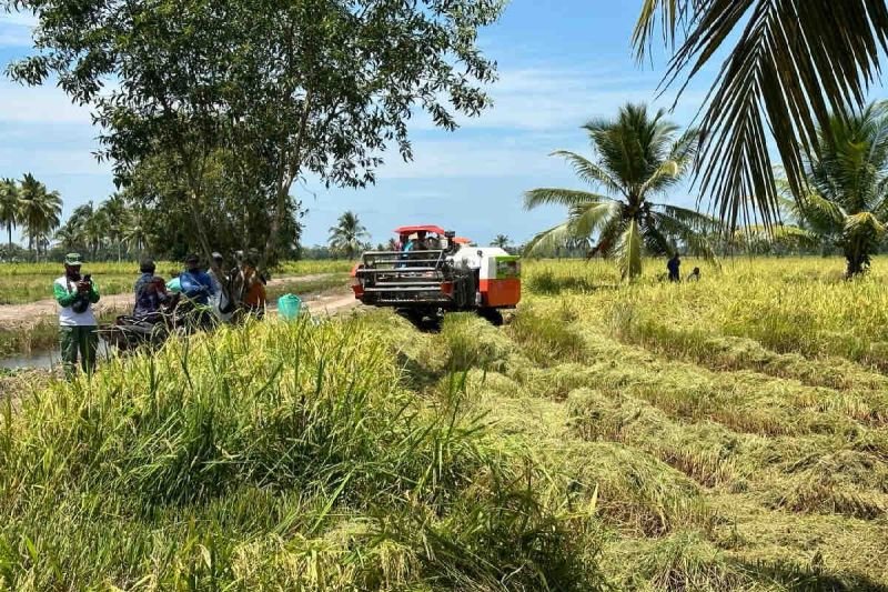 Petani di daerah Kabupaten Banyuasin, Sumatera Selatan melakukan panen padi, Jumat (23/2). Foto: Dok. Kementerian Pertanian