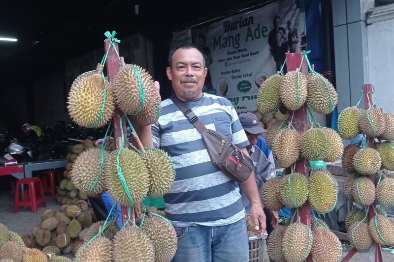 Musim Durian Badui, Perputaran Uang Sentuh Miliaran Rupiah