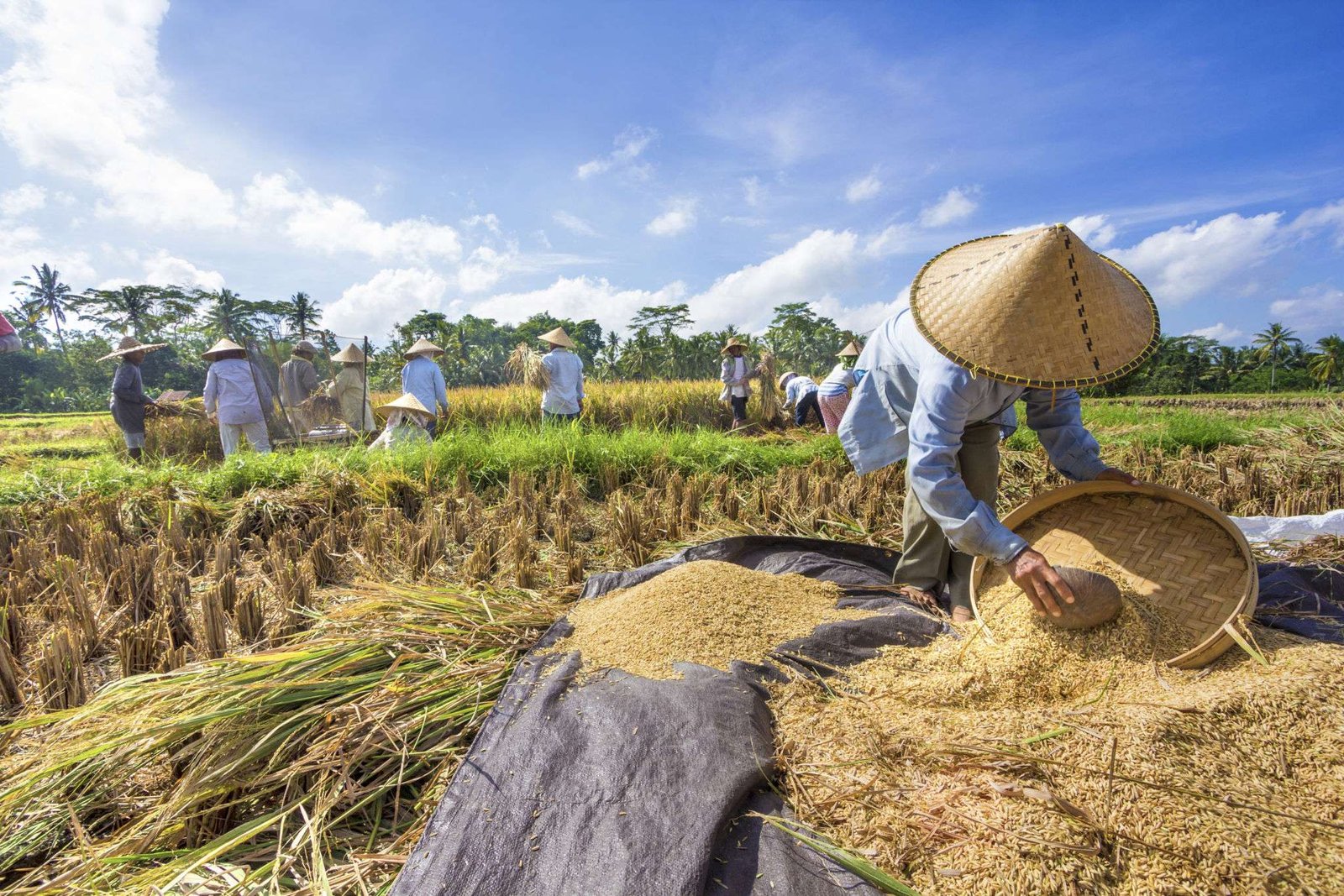 Ilustrasi pertanian. Foto: Agri Sustineri Indonesia