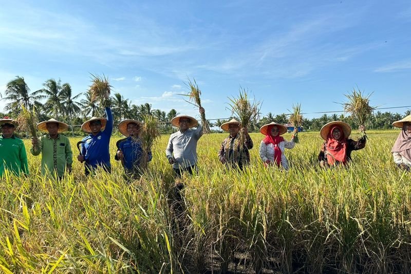 Kebijakan Beras Berkelanjutan Solusi Atasi Krisis Iklim