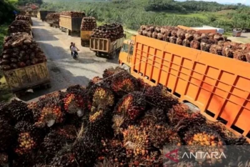Krisis Iklim dan Program Biodiesel Ancaman Produktivitas Kelapa Sawit