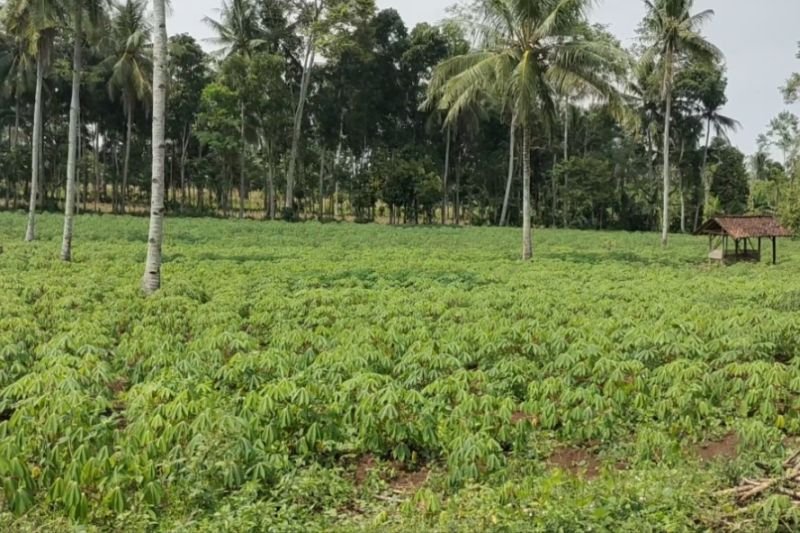 Produksi Singkong Nasional, BRIN: Belum Memadai untuk Energi