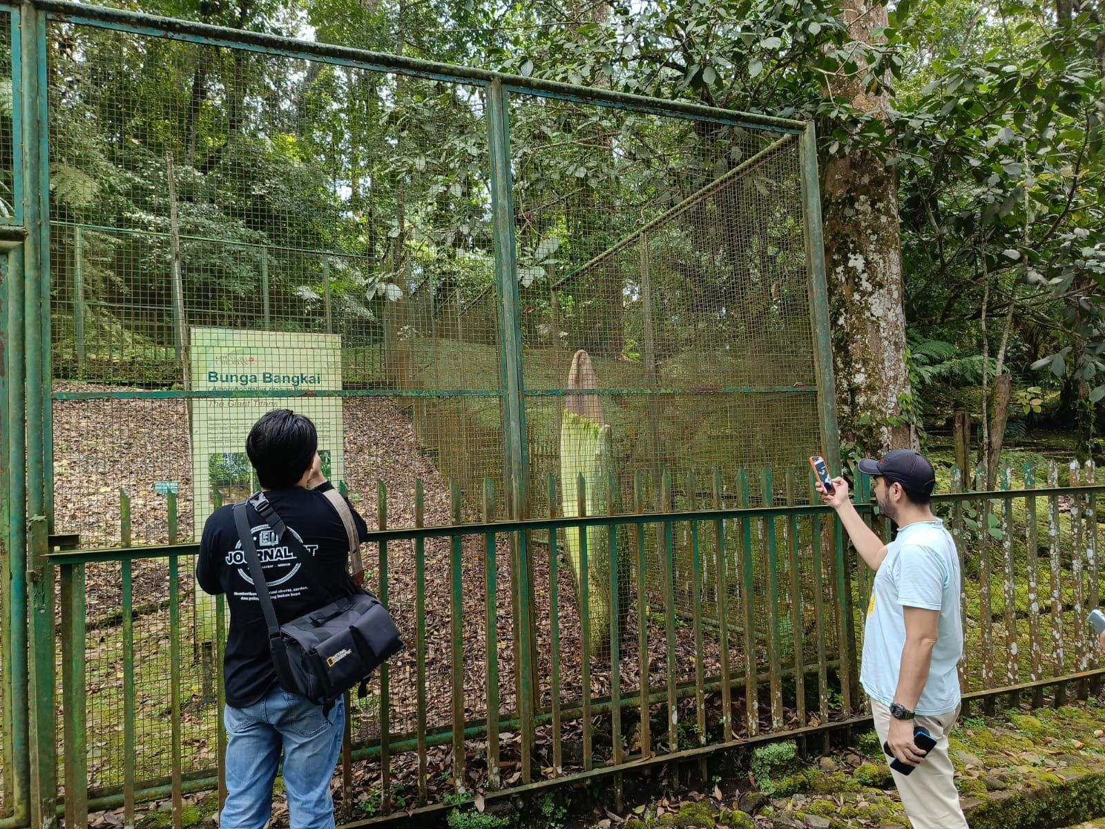 Bunga Bangkai yang berada di wisata Cibodas Cianjur ini, akan mekar di libur lebaran 2024. Foto : apakabar.co.id/Riski Maulana