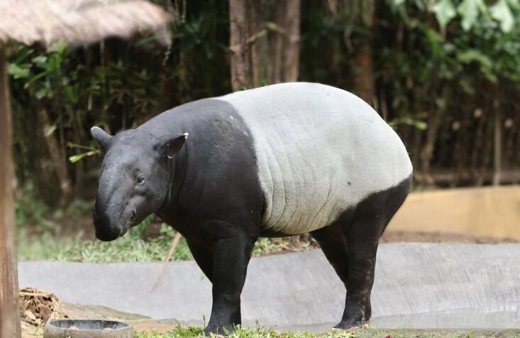 Wah Ada Tapir Asia di Bali Zoo, Waktunya Healing!