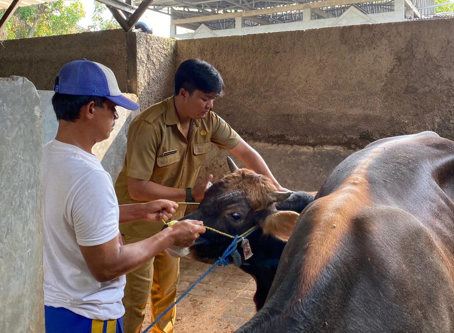 Dinas Peternakan Cianjur Gencar Lakukan Pengecekan Kesehatan Hewan Kurban