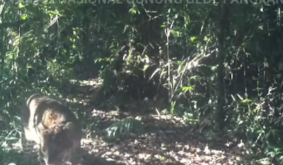 Dua Ekor Macan Tutul Terekam Kamera di Kawasan TN Gede Pangrango