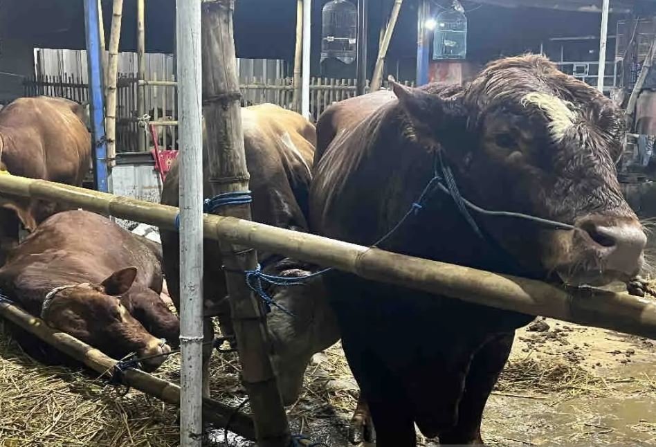 Harga Jumbo Sapi 'Monster' Langganan Pejabat