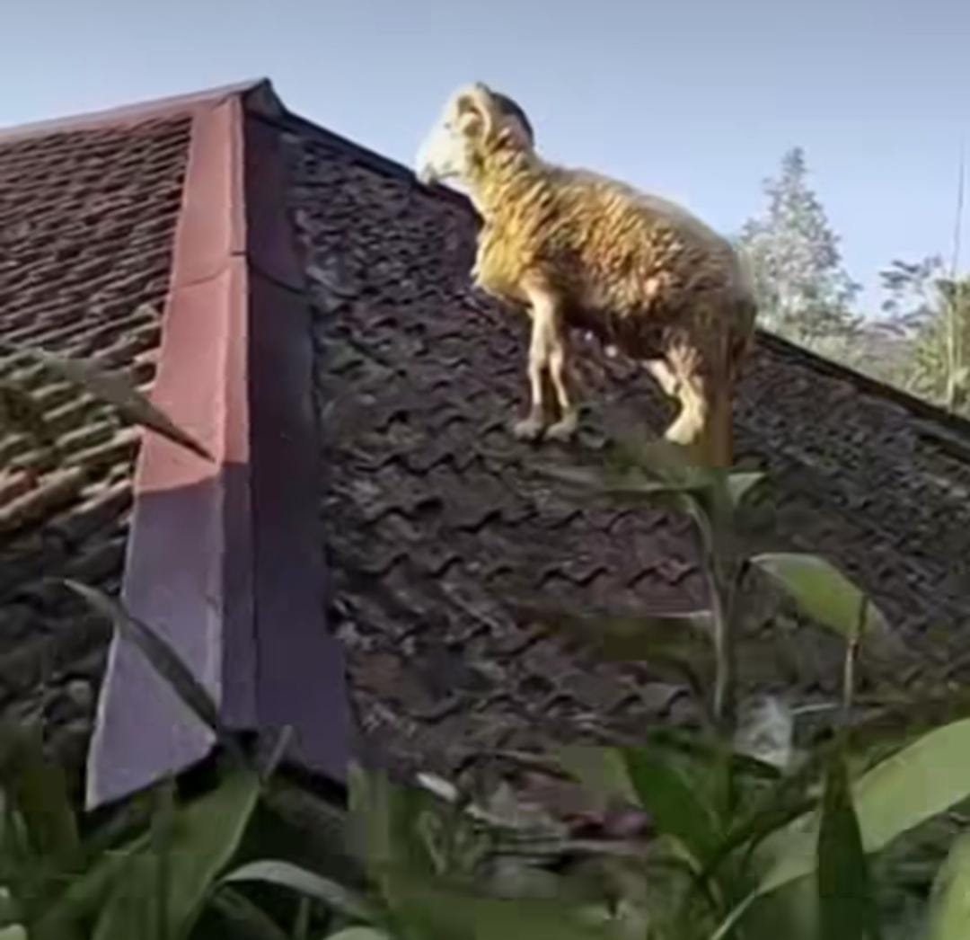 Viral, Domba Kurban Kabur Lompat ke Atap Rumah Hendak Disembelih di Cianjur