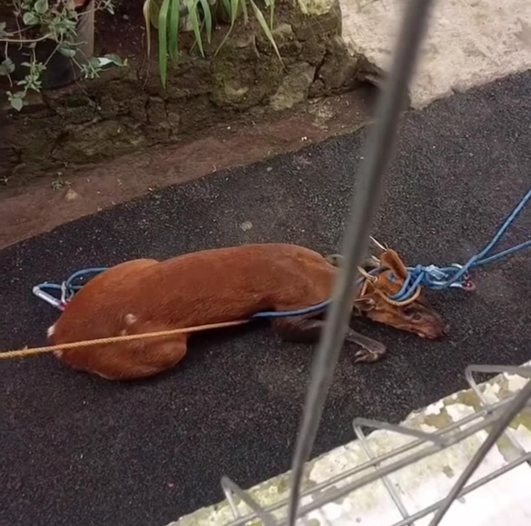 Heboh, Seekor Rusa Acak-acak Lingkungan Warga di Cianjur