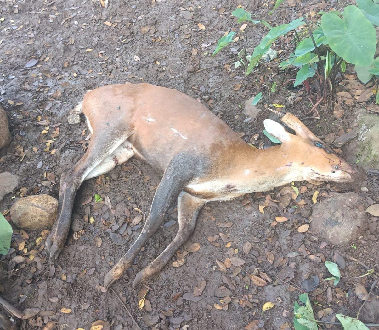 Kijang yang Masuk Kampung Mandasari Cianjur Ditemukan Mati