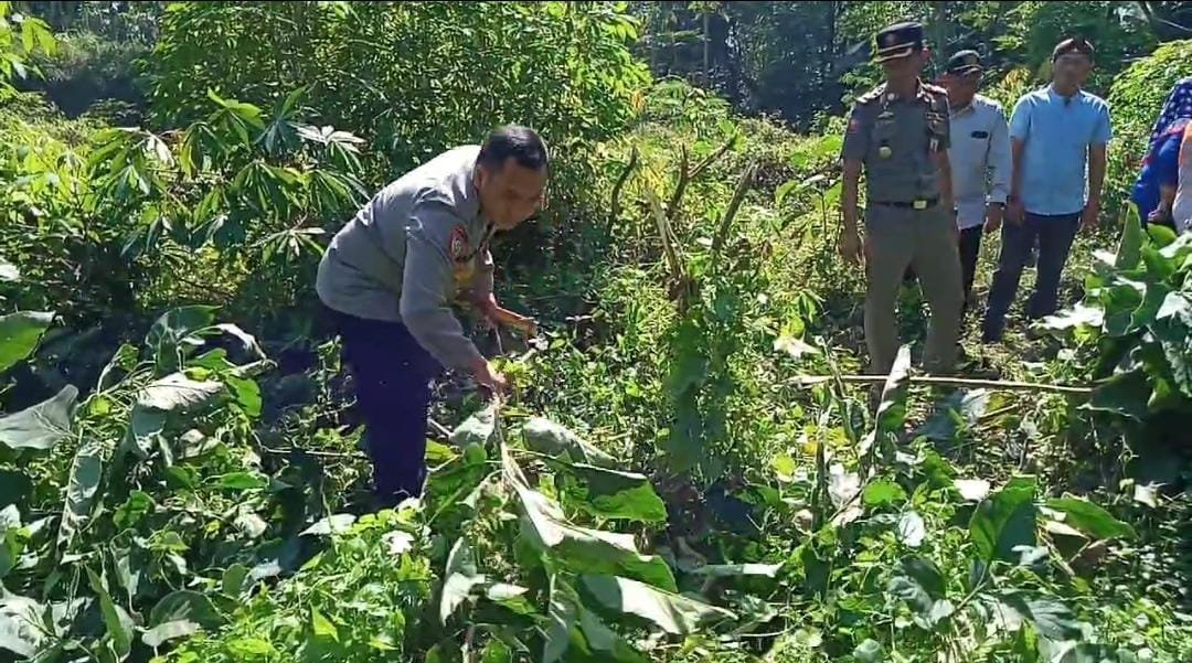 Puluhan pohon kecubung yang berada di perkebunan milik warga di Kampung Nyalindung, Desa Ciandam, Kecamatan Mande, Kabupaten Cianjur, Jawa Barat dimusnahkan pada Selasa 17 Juli 2024. Foto: apakabar.co.id/ Riski Maulana