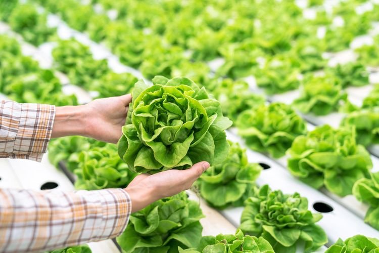 Ilustrasi pertanian organik. Foto: Shutterstock