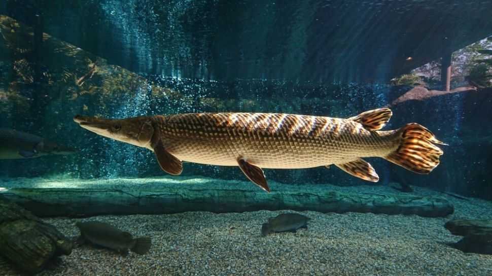 Alasan Ikan Alligator Gar Dilarang di Perairan Indonesia