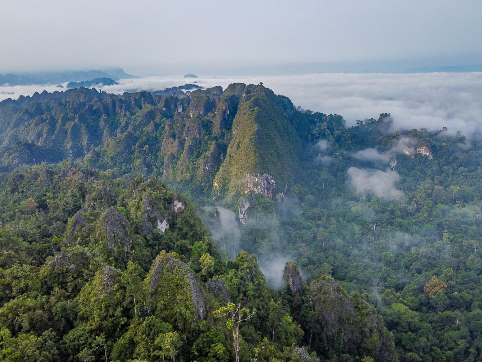 UU Kehutanan Dinilai Usang, Koalisi Sipil Tuntut Regulasi Baru