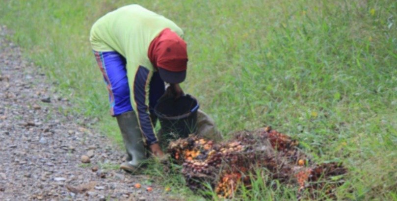 Sawit Belum Adil buat Buruh