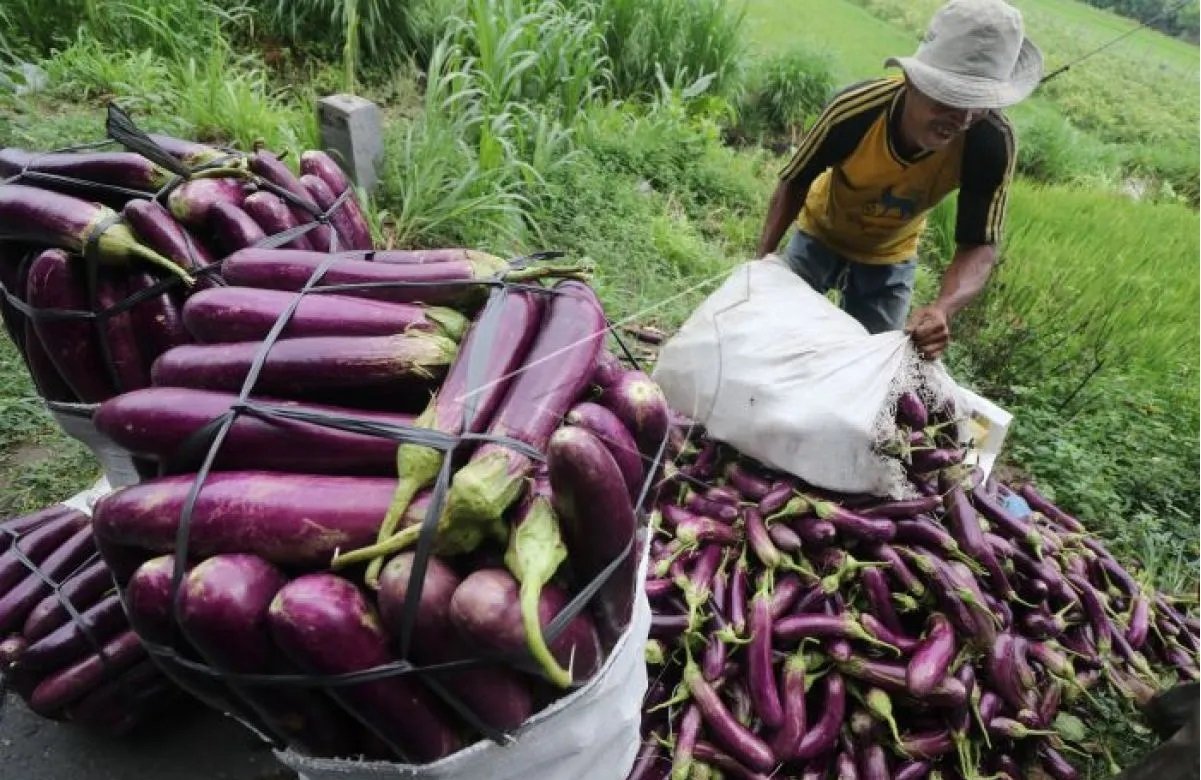 Petani mengemas terong ke dalam karung untuk dijual ke pasar grosir di Desa Sawahan, Kediri, Jawa Timur, Kamis (3/1/2019). Petani di wilayah tersebut memilih menjual sendiri hasil panen terong ke pasar grosir dan menolak strategi jemput bola tengkulak gun