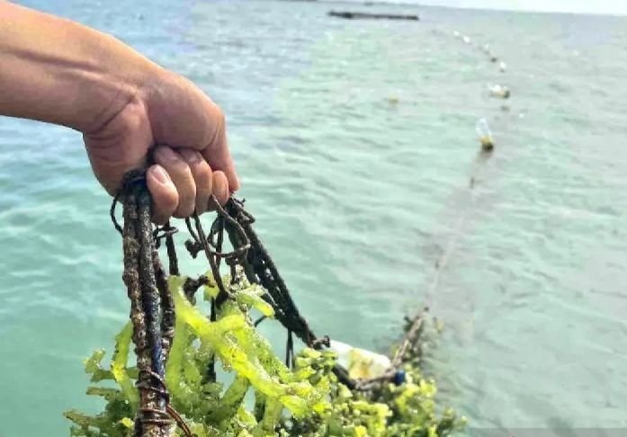Didukung PBB, KKP Bakal Kembangkan Industri Rumput Laut