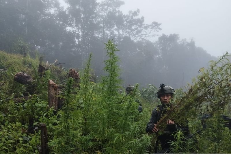 Waduh! Ada Ladang Ganja di Pegunungan Papua