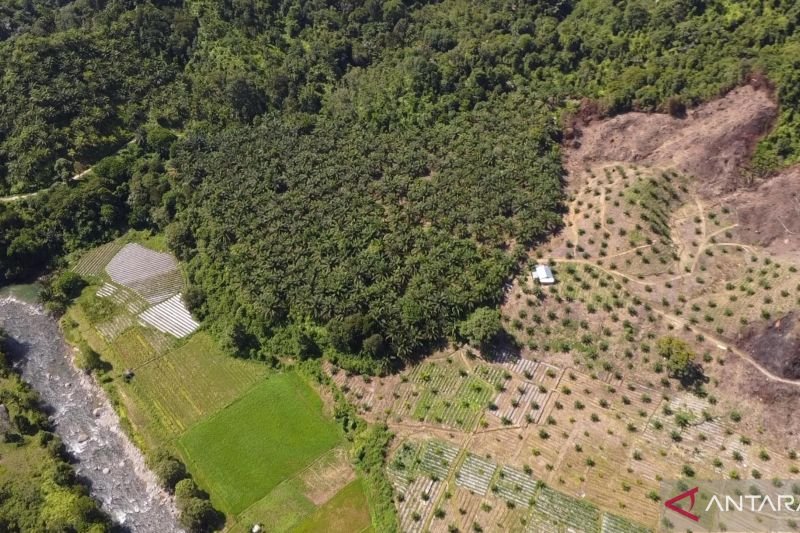 Penertiban Lahan Sawit Perlu Satu Peta Hutan