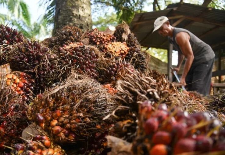 Badai Tarif Trump Bikin Industri Sawit Panas-Dingin