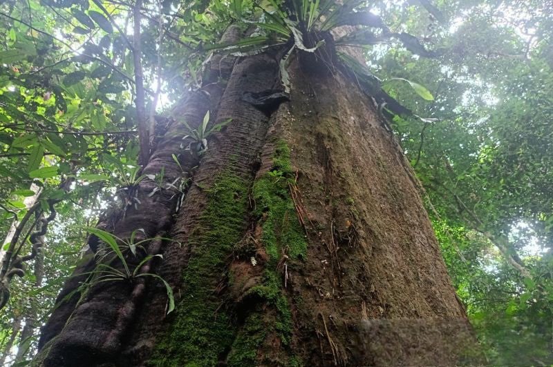 Taman Nasional Kutai, Rumah Abadi Sang Ulin dan Orangutan