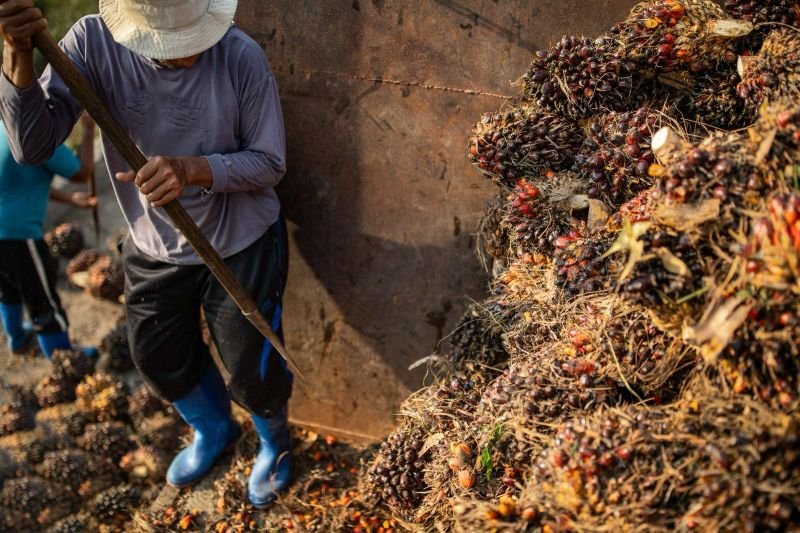 IJMI Dorong Perbaikan Perlindungan Pekerja di Sektor Sawit