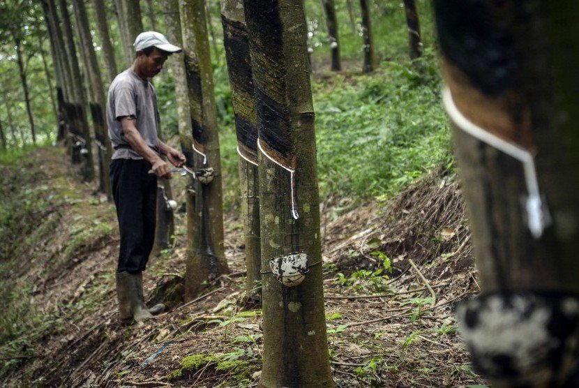 Jadikan Karet Alam Hebat Kembali