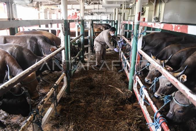 Kaltim Masih Bergantung Sapi Luar