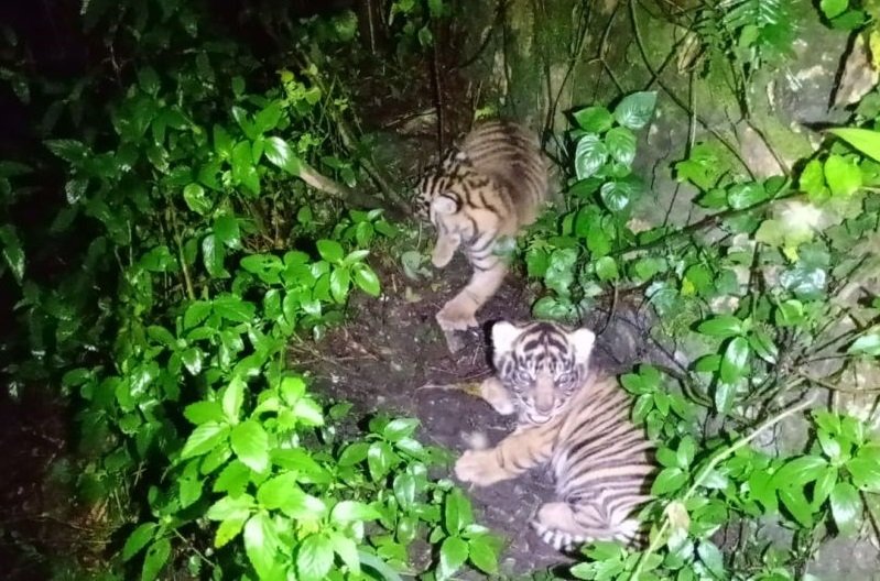 Harapan Baru dari Rimba, Lahirnya Bayi Harimau Sumatera dan Tanda Kehidupan Badak Jawa