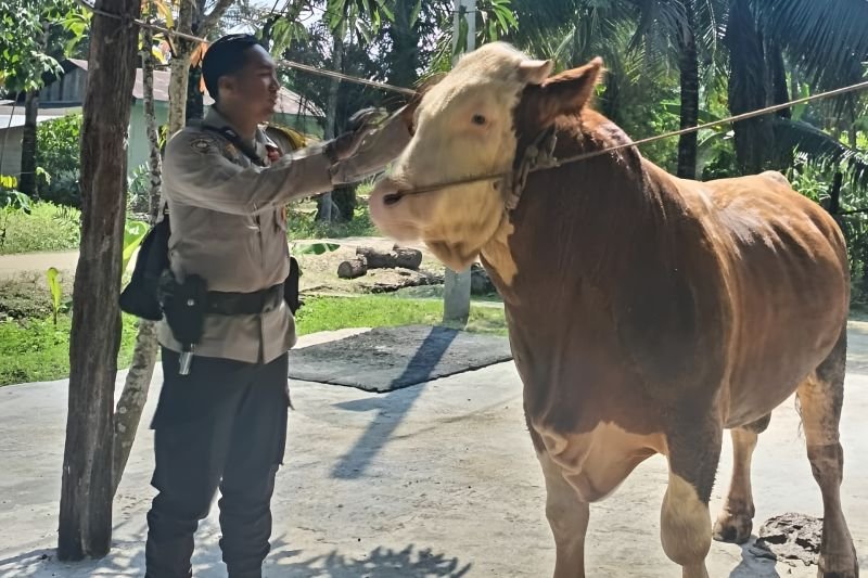 Sapi Brigadir Toni jadi Hewan Kurban Presiden Prabowo di Iduladha 2025